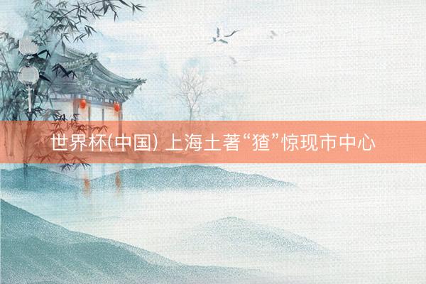 世界杯(中国) 上海土著“猹”惊现市中心